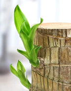 Brazilian lucky bamboo live plant-Pack of 1 - BUYSQUARE