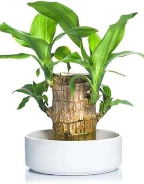 Brazilian lucky bamboo live plant-Pack of 1 - BUYSQUARE