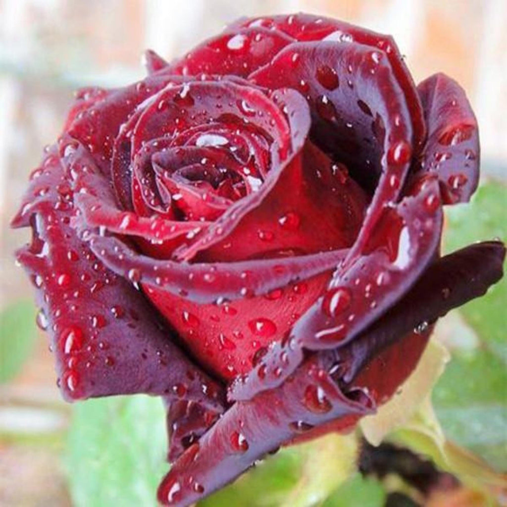 Blood Rose Seeds Red Black