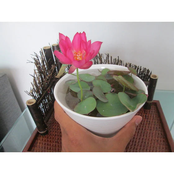 Japanese Bonsai Multicolour Lotus Seeds