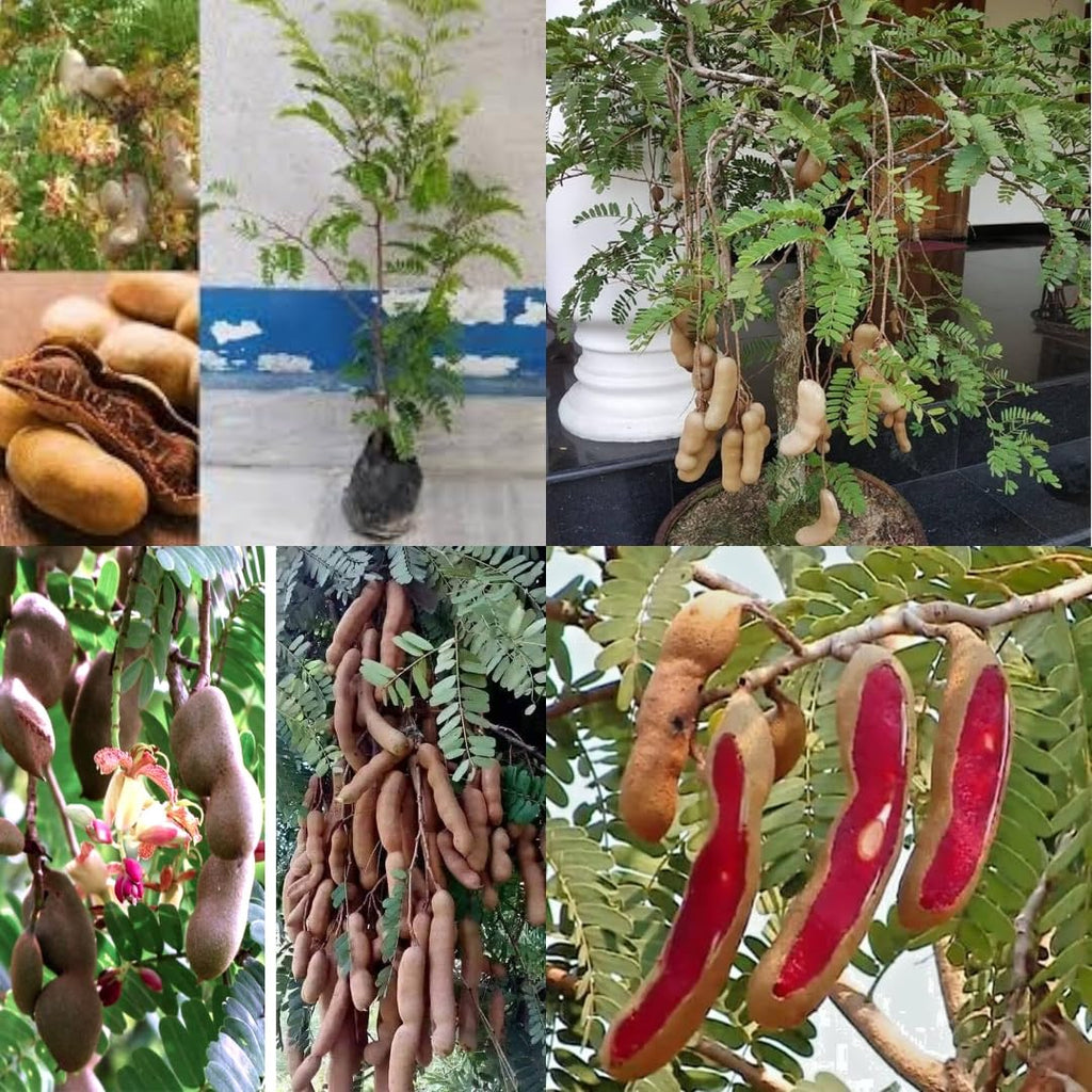 Sweet Tamarind Plant Seeds