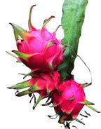 Dragon Fruit Plant Seeds