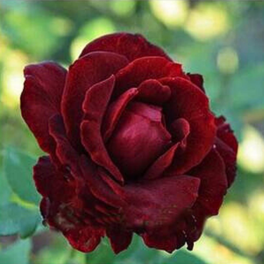 Blood Rose Seeds Red Black