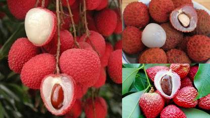 Litchi Fruit Seeds