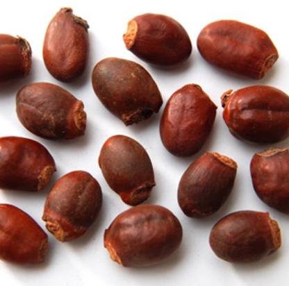 Litchi Fruit Seeds