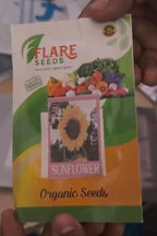 Sunflower Seeds for Planting