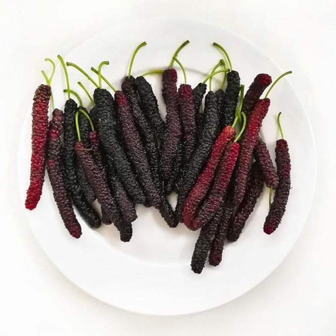 Shahtoot Fruit Seeds