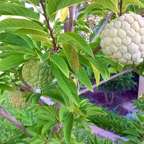 Sitaphal Fruit Plant Seeds