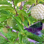 Sitaphal Fruit Plant Seeds