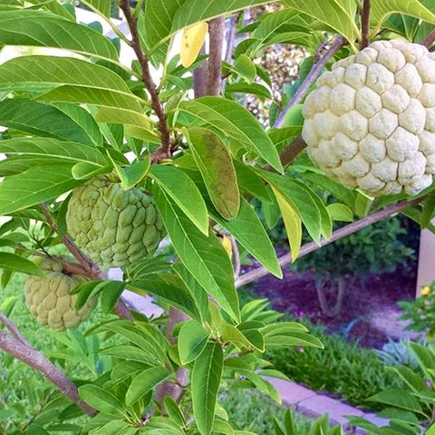 Sitaphal Fruit Plant Seeds