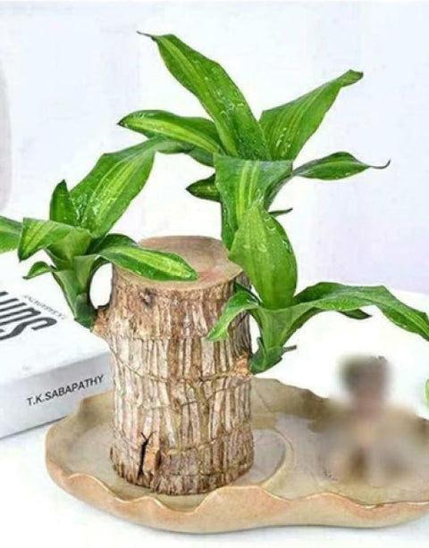 Green Lucky Brazil Wood Plant ( Pack Of 1 ) - BUYSQUARE