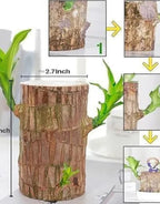 Green Lucky Brazil Wood Plant ( Pack Of 1 ) - BUYSQUARE