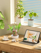 Green Lucky Brazil Wood Plant ( Pack Of 1 ) - BUYSQUARE
