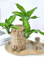 Green Lucky Brazil Wood Plant ( Pack Of 2 ) - BUYSQUARE