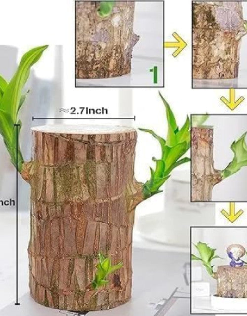 Green Lucky Brazil Wood Plant ( Pack Of 2 ) - BUYSQUARE
