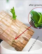 Green Lucky Brazil Wood Plant ( Pack Of 2 ) - BUYSQUARE