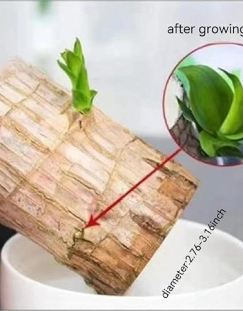 Green Lucky Brazil Wood Plant ( Pack Of 2 ) - BUYSQUARE