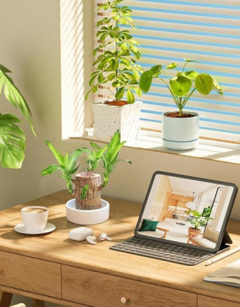 Green Lucky Brazil Wood Plant ( Pack Of 2 ) - BUYSQUARE