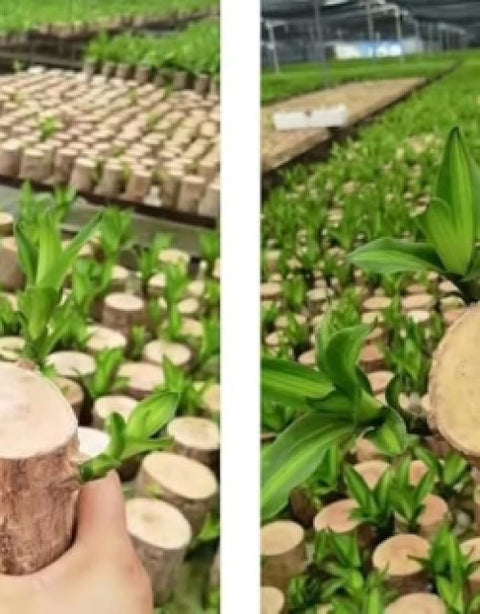 Green Lucky Brazil Wood Plant ( Pack Of 2 ) - BUYSQUARE