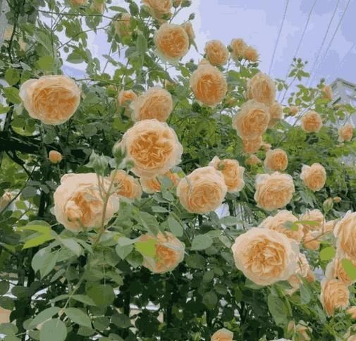 Imported Seeds Elegant Climbing Rose Flowers Seeds | Buysquare