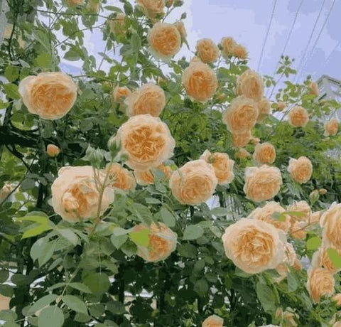 Imported Seeds Elegant Climbing Rose Flowers Seeds | Buysquare