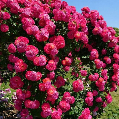 Imported Seeds Elegant Climbing Rose Flowers Seeds | Buysquare